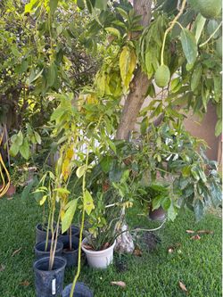 Avocado tree