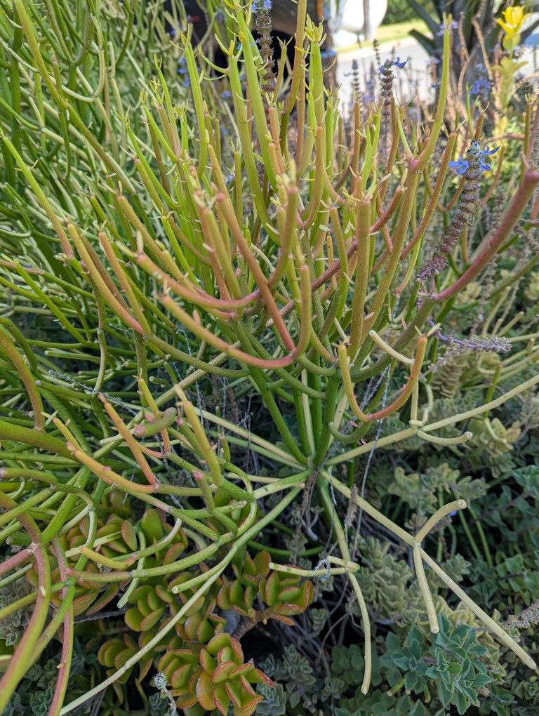 Fire Stick Plant In Pot About 2 feet Tall