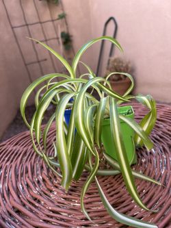 Variegated Spider Plants