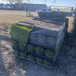 800 Sf Fescue Fresh Cut