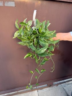 6” pothos mint