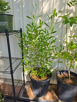 Hopbush plant