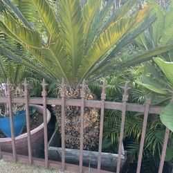 Sago Palm