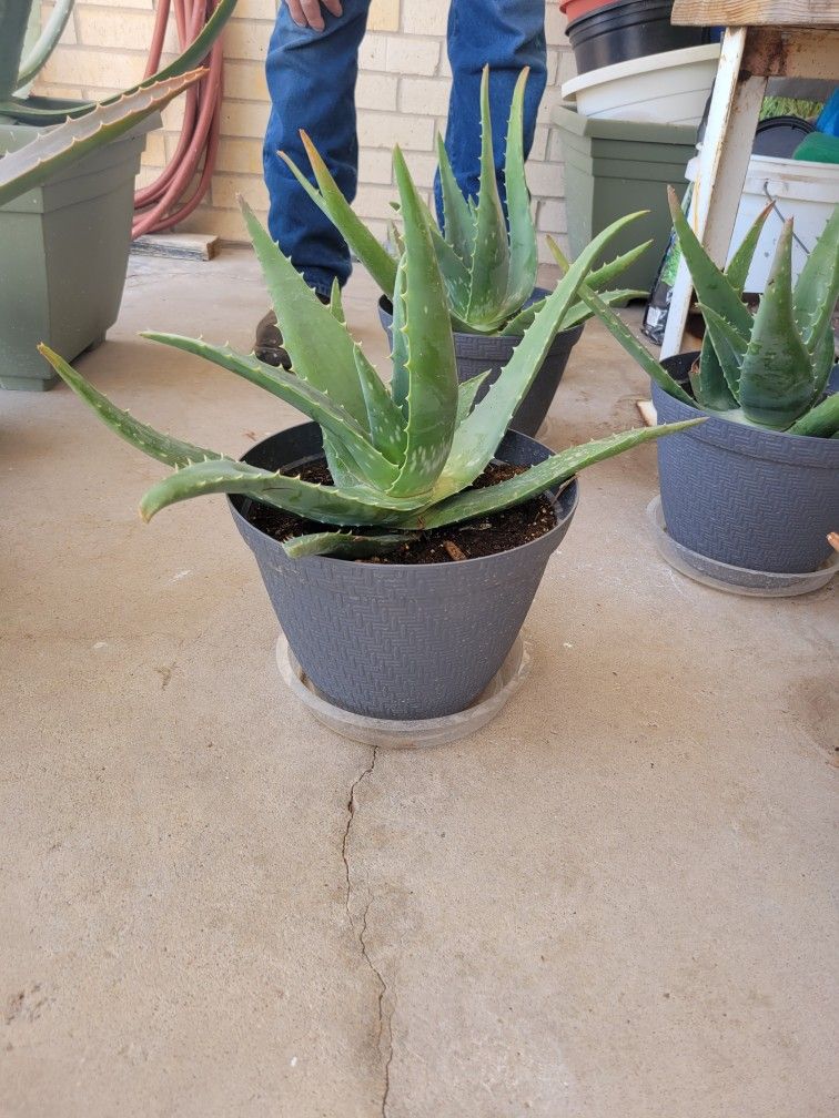 Aloe Plants