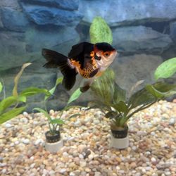 Tricolor Oranda  Goldfish 