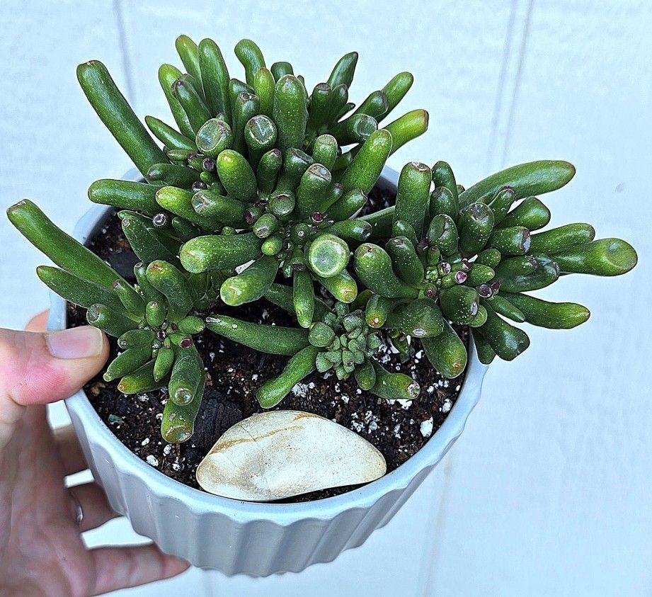 Potted Crassula Obvata Gollum Aka E.T Fingers