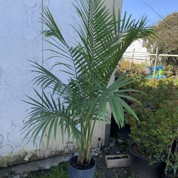 Indoor Palm