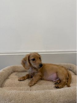 Adorable 12-week-old Cream Mini Dachshund – Ready for His New Home 🐾  Well-trained, well-cared for, and comes fully equipped with everything you need