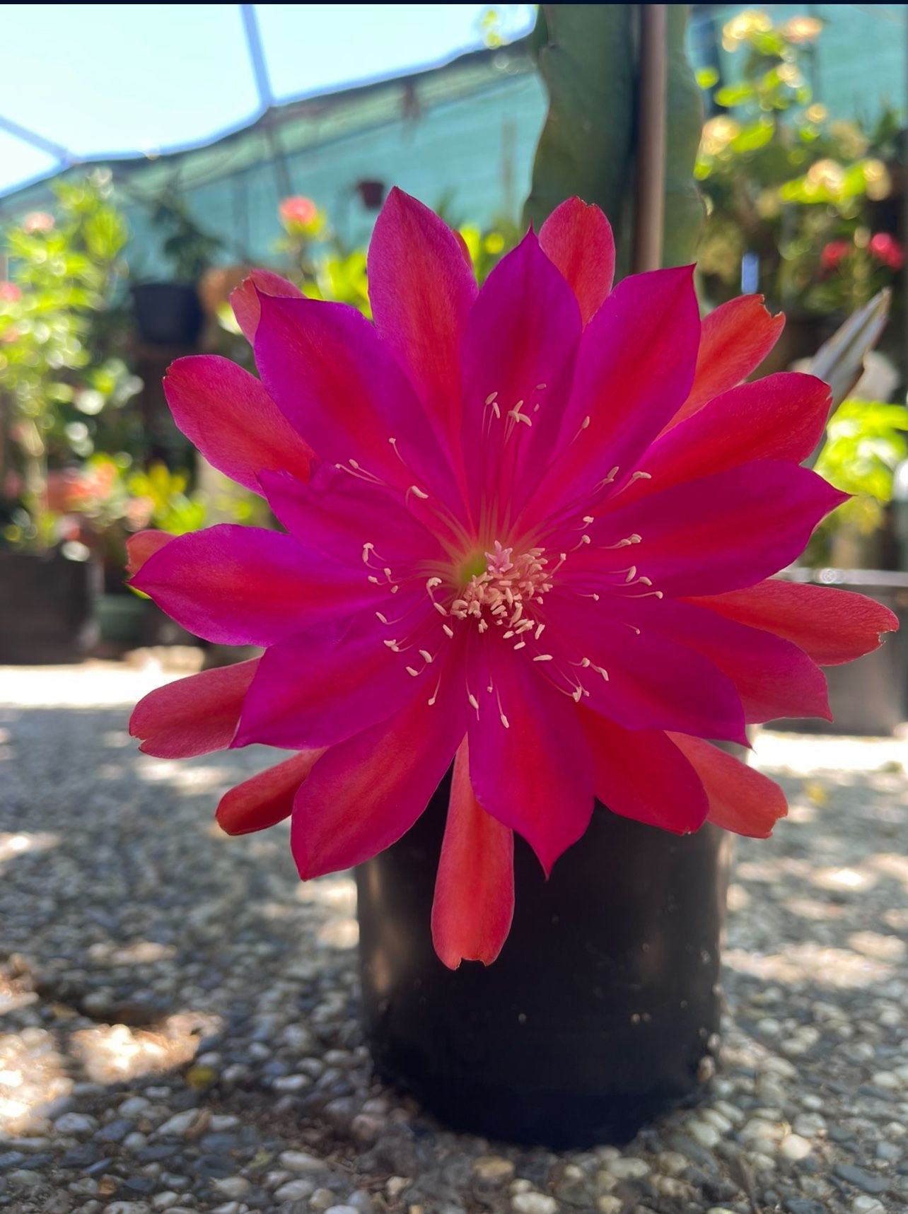 Fusia Epiphyllum Orchid Cactus XL Flowers