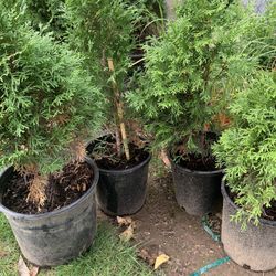 Small Arborvitae Trees 
