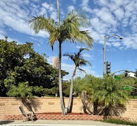 Roebelenii Pygmy Date Palm Plant