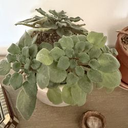 African Violet Plant – Healthy & Established 🌸