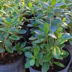 Green Island Ficus Privacy Hedge Plants 3gl $6