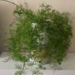 Live Sprengeri Asparagus Fern plant in white ceramic planter. Planter 8.5” tall and 9.25” wide 