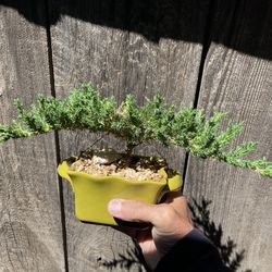 Bonsai Plants For Sale $30 Each