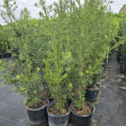 podocarpus Over 6 feet tall Instant  Privacy  Hedge  For Fence  