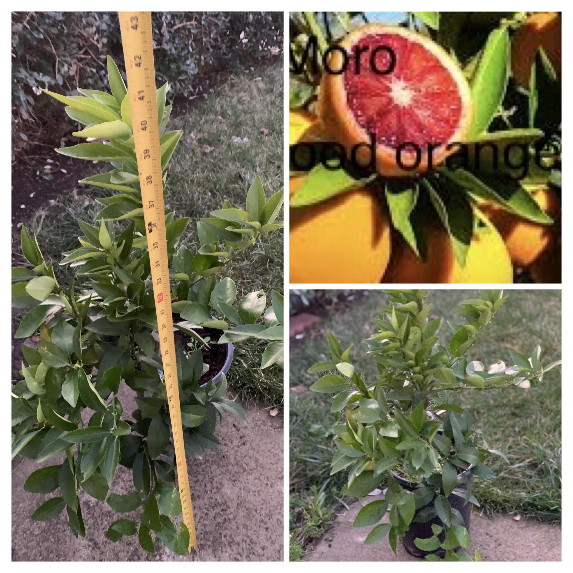 Semi Dwarf Moro Blood Orange Citrus Grafted Fruit Tree in 5 Gallon Pot Live Plant Cash only Pick up in North San Jose, By appointment only Location