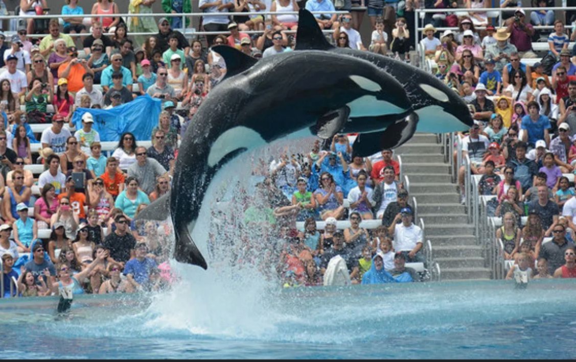 Sea World And Aquatica Tickets $25