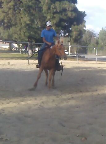 Caballo en venta