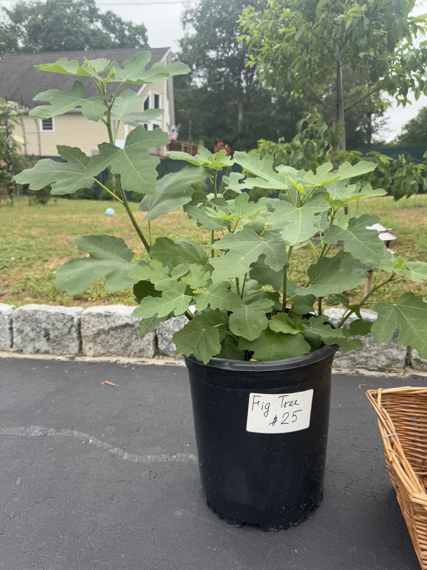 Fig Tree In 3 Gallon Pot