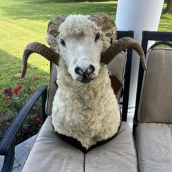 Mountain Ram Taxidermy 
