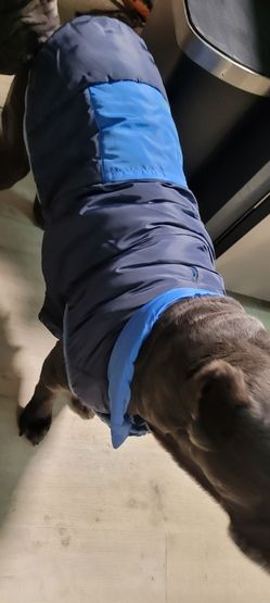 Dog Cloths And Walking Harnesses