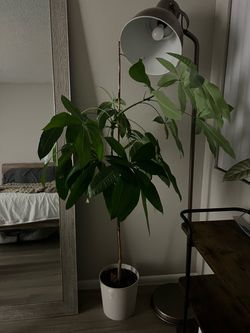 Money tree