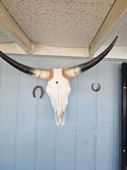 Bull head