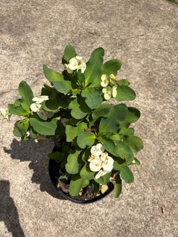 White Crown Of Thors Plant