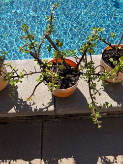 Elephant bush