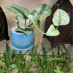 Silver Pothos 4” Ceramic Pot 