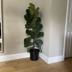 Indoor plant - 4.3 ft tall Fiddle Leaf Fig for Sale 