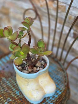 Ceramic Planter  With Jade Plant