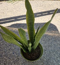 Snake Plant