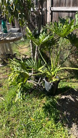 Planta
