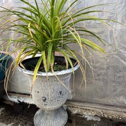 Plantas