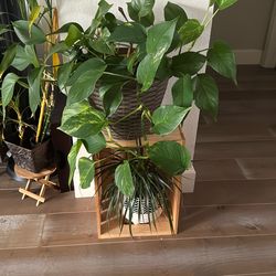 Plant Set With Crate