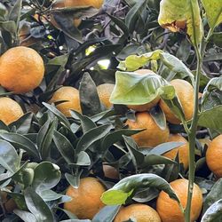 Mandarina jugoza organic. 2.5 gallon