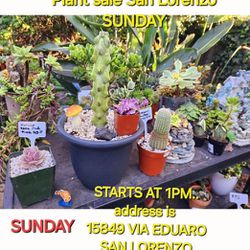 TODAY SUCCULENTS PLANT SALE IN SAN LORENZO STARTS AT 1PM  SUNDAY