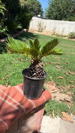 Sago Palm