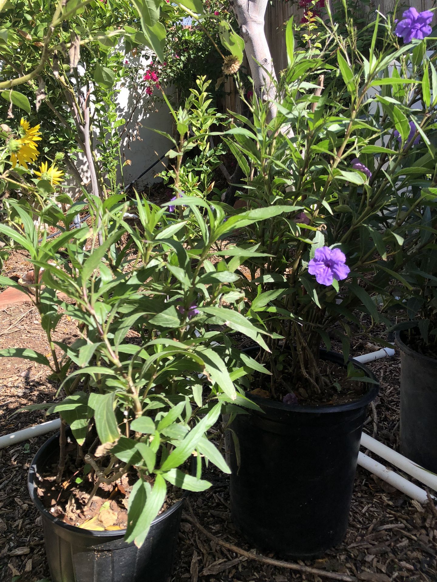 Mexican Petunia Flowers
