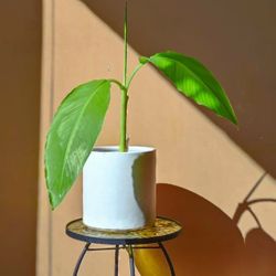 Banana Tree Statement Plant/ House Plant/ Indoor Plant  Flower Patio Garden 