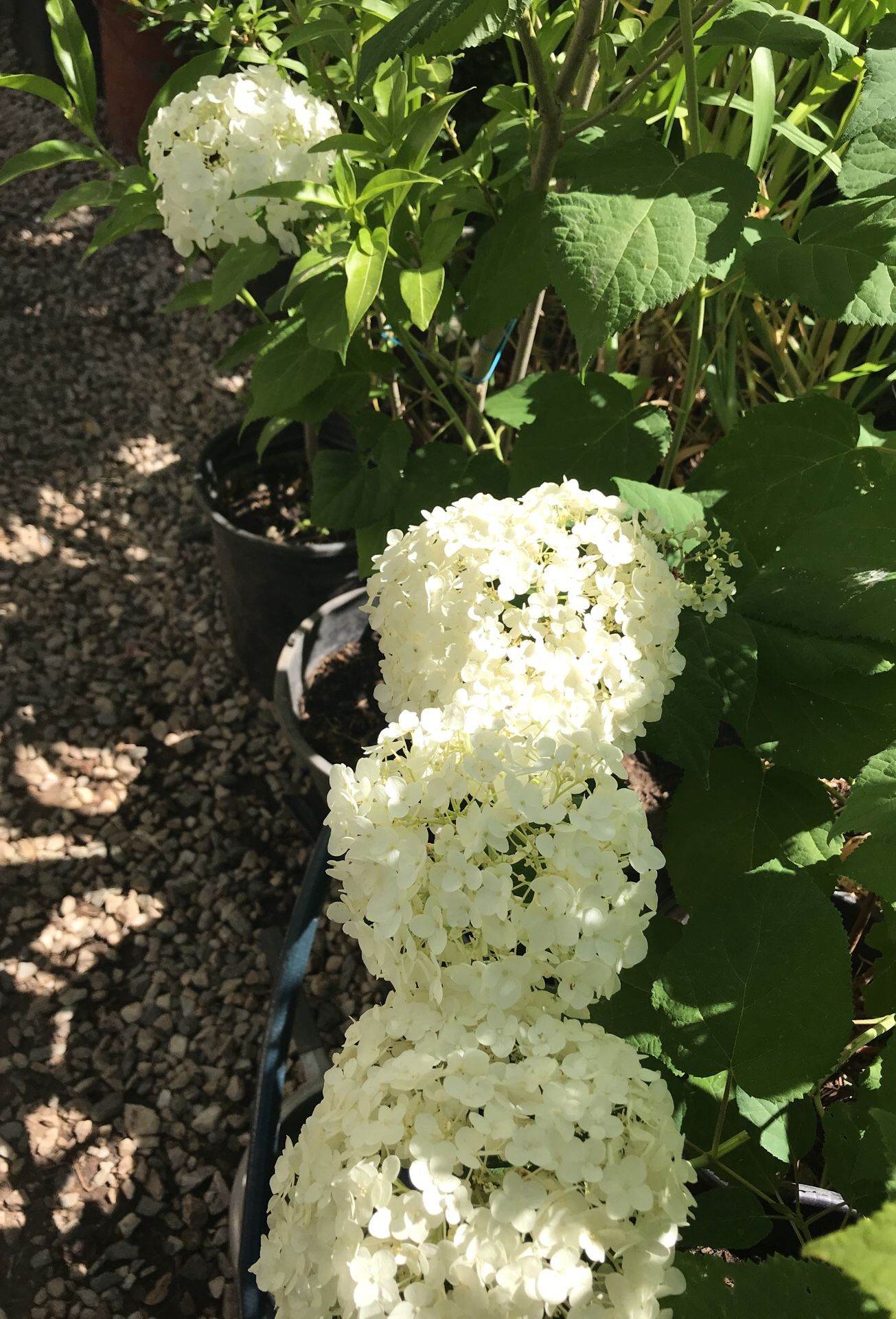 Humungous white hydrangeas