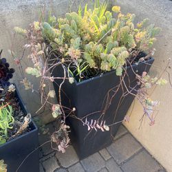 Outdoor Plants + Planter Boxes