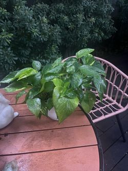 Golden Pothos Plant