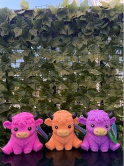 Squeeezy Highland Cows