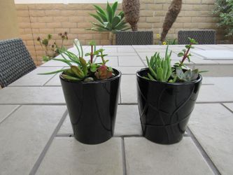 Set Of Black & Black Print Garden Pots With Succulents
