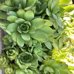 Hens And Chicks Outdoors Succulents 