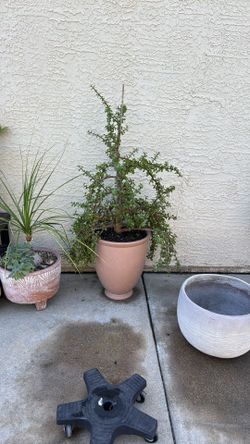 Elephant Bush With Pot 