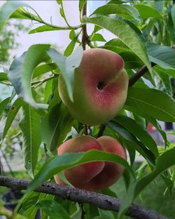 Galaxy Donut Peach Tree
